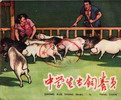 中学生当饲养员